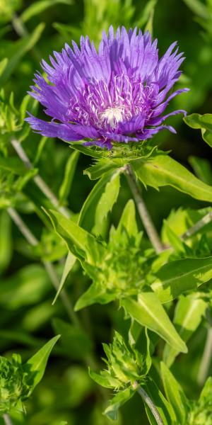 Stokesia laevis 'Klaus Jelitto'