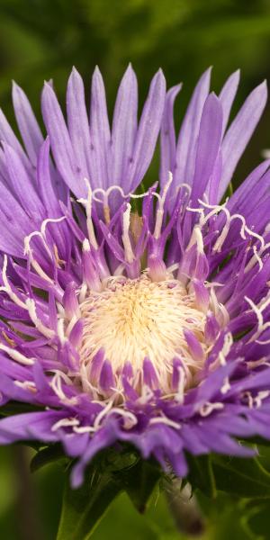 Stokesia laevis 'Klaus Jelitto'