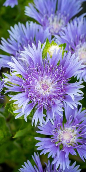 STOKESIA laevis 'Mel's'