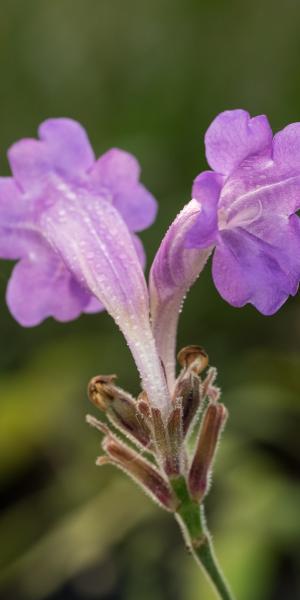 STROBILANTHES 'rankanensis'