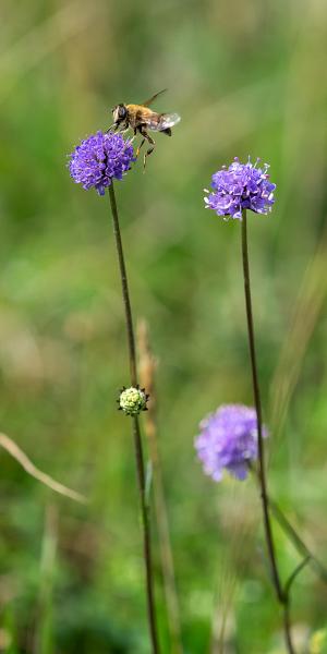 SUCCISA pratensis