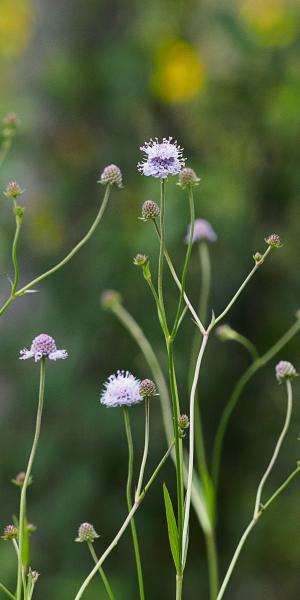 SUCCISELLA inflexa 'Frosted Pearl' FS