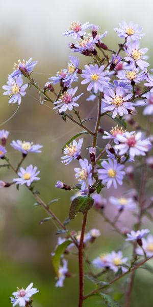 Symphyotrichum cordifolium 'Chieftain'