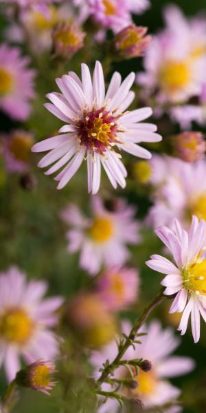 Symphyotrichum ericoides 'Pink Cloud'