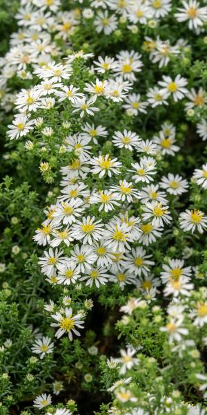 Symphyotrichum ericoides var. prostratum 'Snow Flurry'