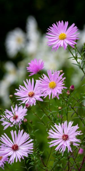 SYMPHYOTRICHUM 'Jessica Jones'