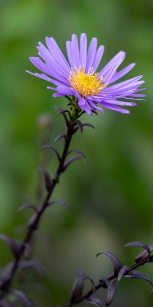 SYMPHYOTRICHUM laeve 'Calliope' 