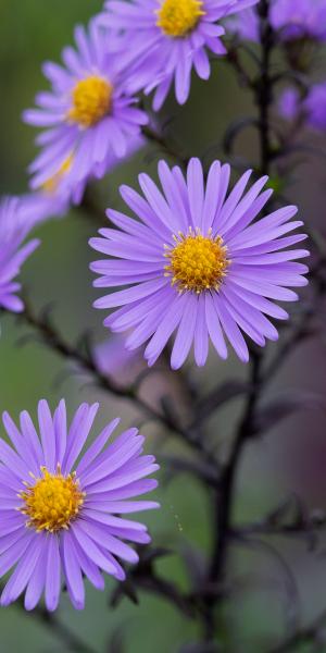 SYMPHYOTRICHUM laeve 'Calliope' 