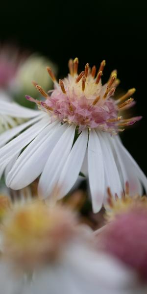 SYMPHYOTRICHUM lateriflorum 'Chloe'