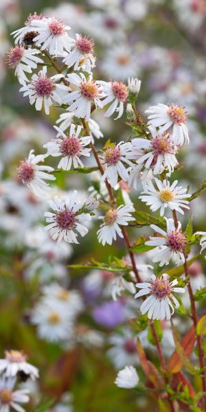 SYMPHYOTRICHUM lateriflorum 'Chloe'