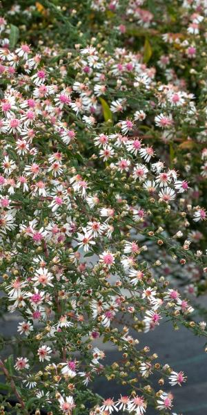 Symphyotrichum lateriflorum 'Lady In Black'