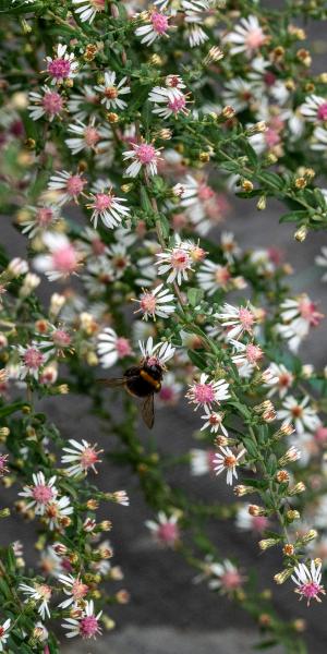 Symphyotrichum lateriflorum 'Lady In Black'