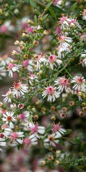 Symphyotrichum lateriflorum 'Lady In Black'