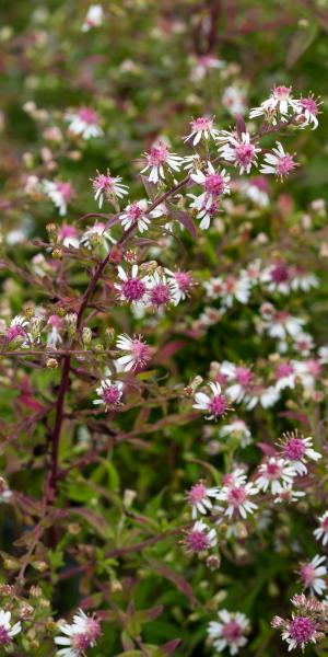 SYMPHYOTRICHUM lateriflorum var. horizontalis