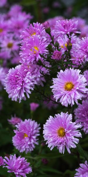 SYMPHYOTRICHUM novi-belgii 'Fellowship'