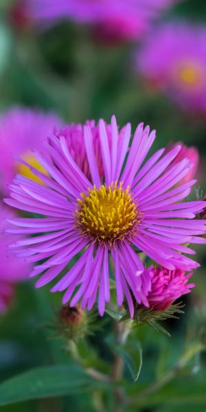 SYMPHYOTRICHUM novae-angliae 'Rudelsburg'