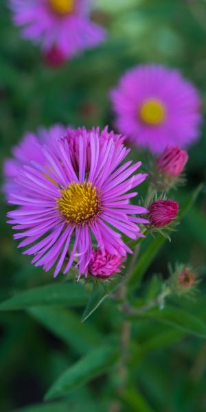 SYMPHYOTRICHUM novae-angliae 'Rudelsburg'