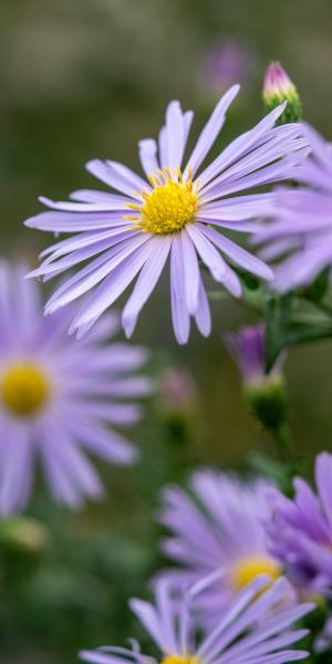 Symphyotrichum novi-belgii 'Algar's Pride'