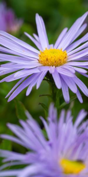 Symphyotrichum novi-belgii 'Algar's Pride'