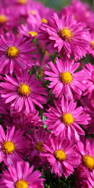 SYMPHYOTRICHUM  novi-belgii 'Neron'