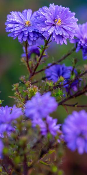 SYMPHYOTRICHUM novi-belgii 'Royal Velvet'