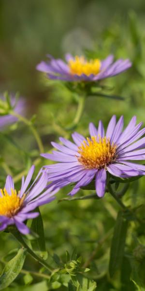 SYMPHYOTRICHUM oblongifolium 'October Skies'