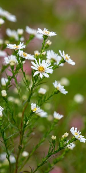 SYMPHYOTRICHUM 'Oktoberlicht'