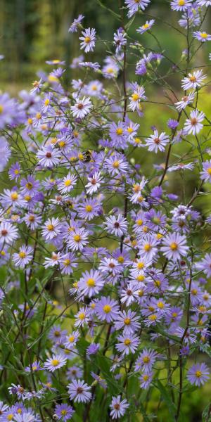 SYMPHYOTRICHUM turbinellum 