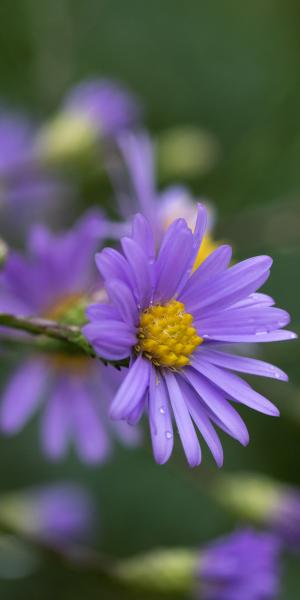 SYMPHYOTRICHUM turbinellum