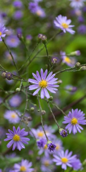 SYMPHYOTRICHUM turbinellum 