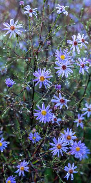 Symphyotrichum turbinellum AGM (Dixter)