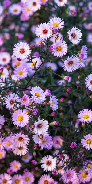 SYMPHYOTRICHUM 'Vasterival'