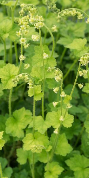 Tellima grandiflora