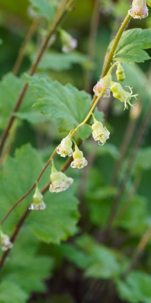 TELLIMA grandiflora 'Rubra Group'