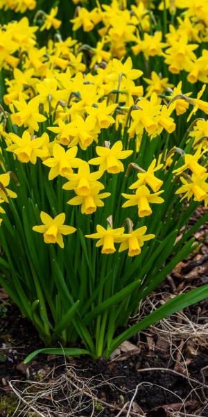 MINATURE Narcissus Tete-a-Tete 