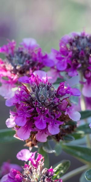 TEUCRIUM ackermannii