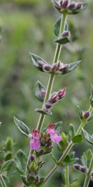 TEUCRIUM x lucidrys