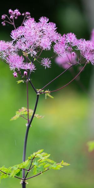 Thalictrum 'Black Stockings'
