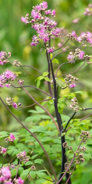 Thalictrum 'Black Stockings'