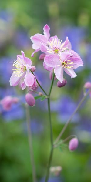 Thalictrum 'Chantilly Lace'