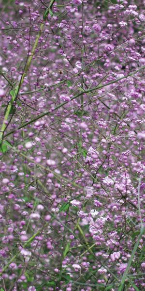 THALICTRUM delavayi  'Hewitt's Double' 