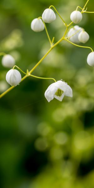 THALICTRUM delavyi 'Splendide White'