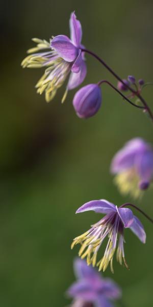 THALICTRUM delavayi