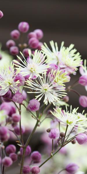 THALICTRUM 'Elin'