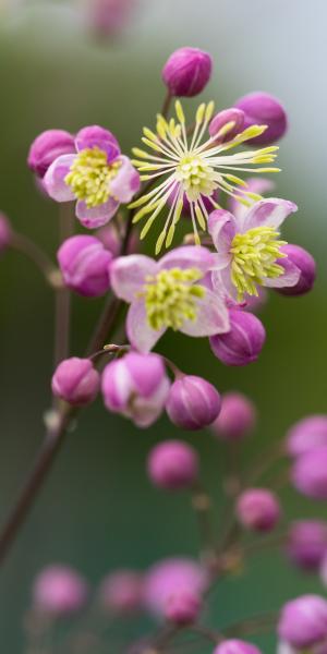 THALICTRUM 'Elin'