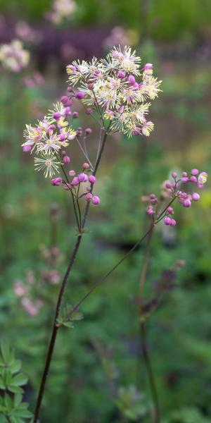 THALICTRUM 'Elin'