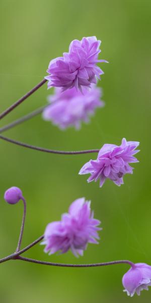 THALICTRUM delavayi  'Hewitt's Double' 