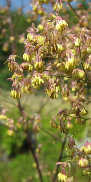 THALICTRUM minus 'Adiantifolium'