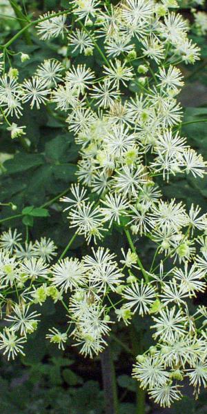 Thalictrum pubescens