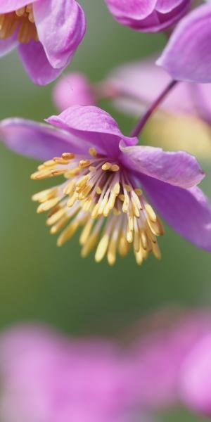 THALICTRUM rochebruneanum